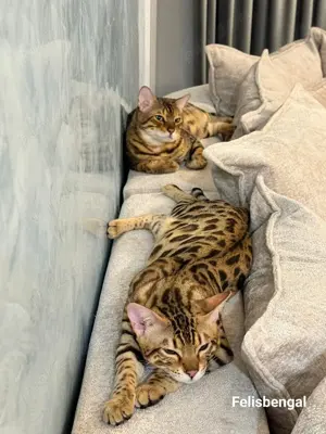 Pisica Bengaleza Bengal Cat - imagine 5