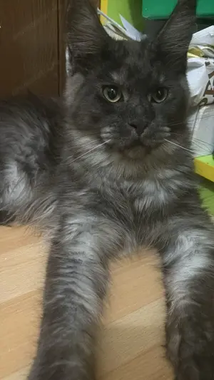 Maine Coon, mascul și femelă, se dau împreună 