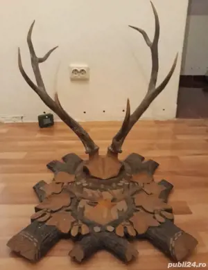 Vând coarne de cerb