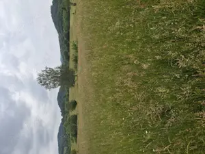 Vând teren extravilan în Vama Buzaului - imagine 7