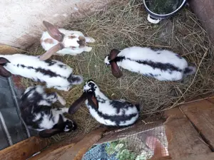 Iepuri fluture german 