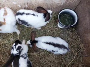 Iepuri fluture german  - imagine 3