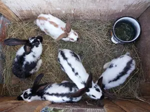 Iepuri fluture german  - imagine 2