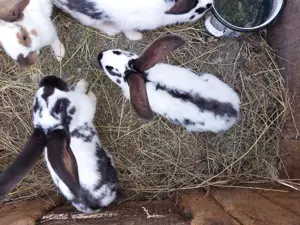 Iepuri fluture german  - imagine 5