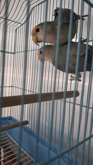 papagali agapornis  - imagine 2