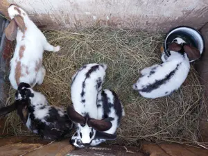 Iepuri fluture german  - imagine 6