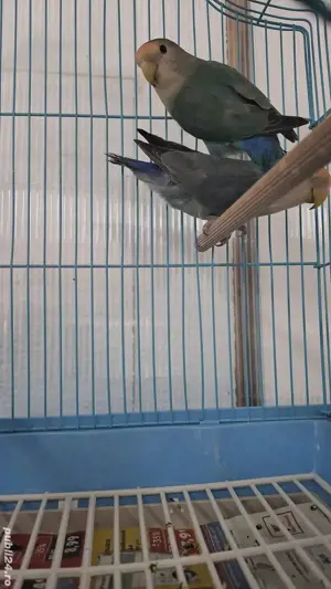 papagali agapornis  - imagine 3