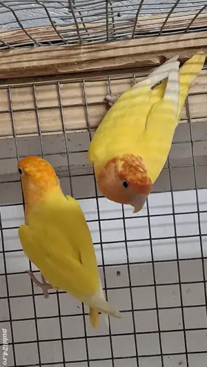 papagali agapornis  - imagine 4