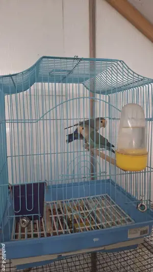 papagali agapornis  - imagine 5