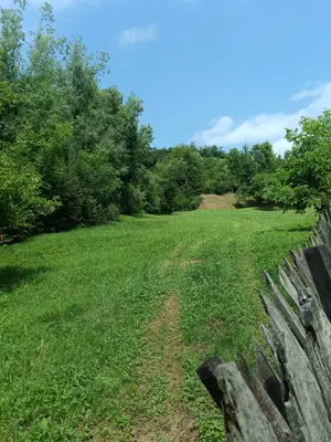 Vand tern pensiune Comanesti - imagine 3