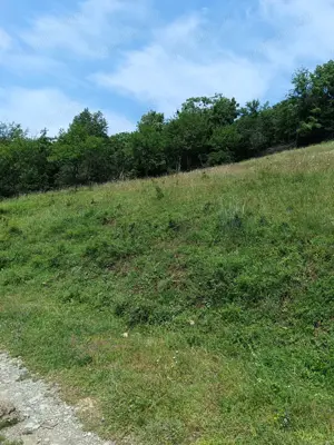 Vand tern pensiune Comanesti - imagine 5