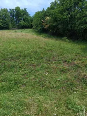 Vand tern pensiune Comanesti - imagine 7