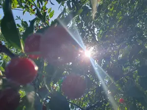 Teren 750 mp  intravilan  Somova  - imagine 2