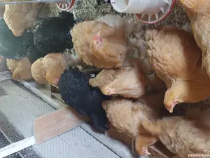 brahma herminat deschis si cochinchina - imagine 5