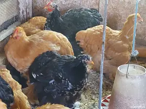 brahma herminat deschis si cochinchina - imagine 2