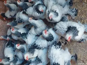 brahma herminat deschis si cochinchina - imagine 3