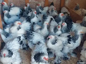 brahma herminat deschis si cochinchina