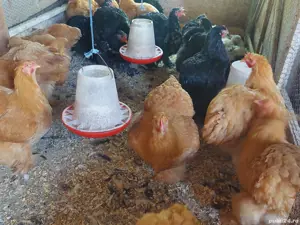 brahma herminat deschis si cochinchina - imagine 4