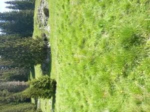 Vând teren intravilan,zona Cheile Tătarului platou Peștera Padina,500 mp. - imagine 3