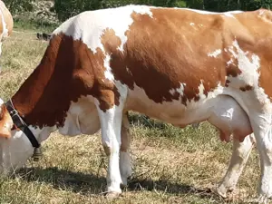 Vând vacă cu vițel belgian 