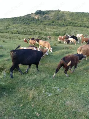 angajez peroane pentru munca in ferma