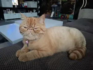 British shorthair exotic