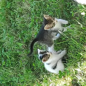 Donez pui pisica dragalasi 