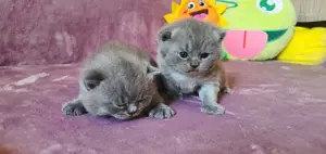 British cu pedigree!  - imagine 2