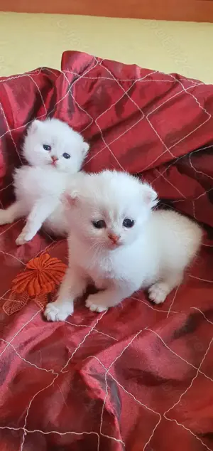 British cu pedigree!  - imagine 3