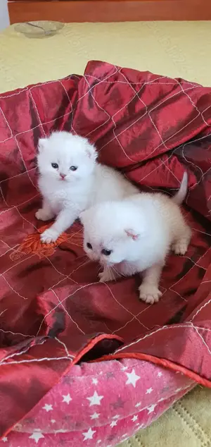 British cu pedigree!  - imagine 5