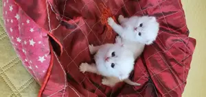 British cu pedigree!  - imagine 4