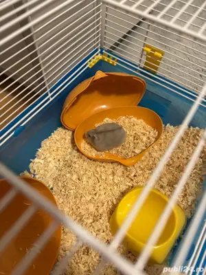 Vand cutie hamster hamster - imagine 3