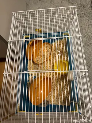 Vand cutie hamster hamster - imagine 4