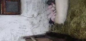 Vând purcei încărcați in orice perioada  a anului  - imagine 3