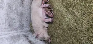 Vând purcei încărcați in orice perioada  a anului 