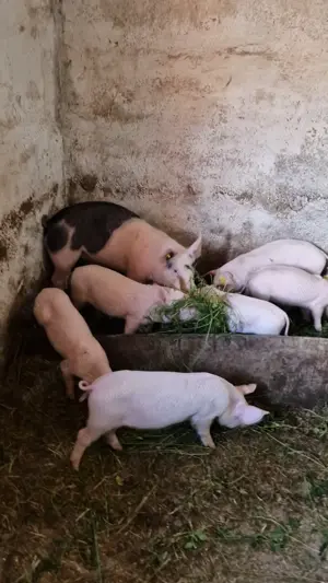 Vând purcei încărcați in orice perioada  a anului  - imagine 2