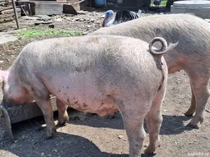 vand porci rasa! - imagine 2