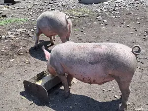 vand porci rasa!
