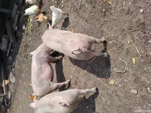 vand porci rasa! - imagine 4