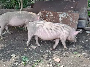 vand porci rasa! - imagine 3