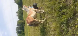 Vind minza de un an si o luna - imagine 2