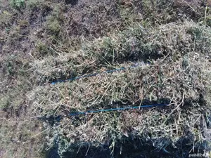 vând baloți de lucernă si usturoi de primăvară 