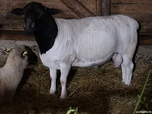 Berbec Dorper - imagine 3