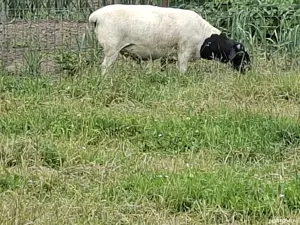 Berbec Dorper - imagine 2