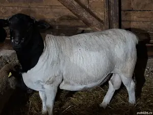 Berbec Dorper - imagine 5