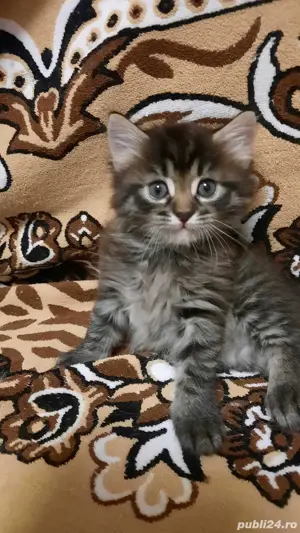 Maine Coon brown  - imagine 2