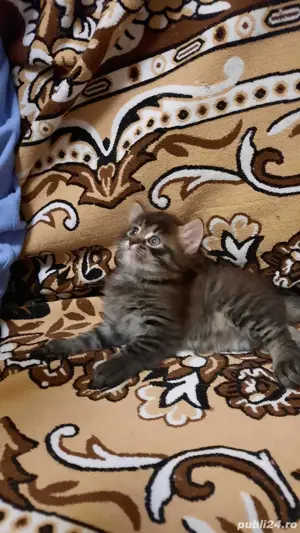 Maine Coon brown  - imagine 3