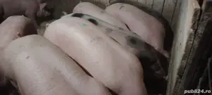 porci de carne  - imagine 3