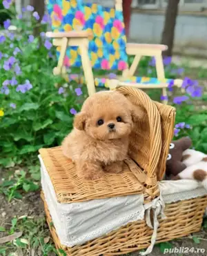 Poodle  pudel roscat aprocot Toy  - imagine 2