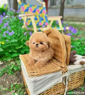 Poodle  pudel roscat aprocot Toy  - imagine 3